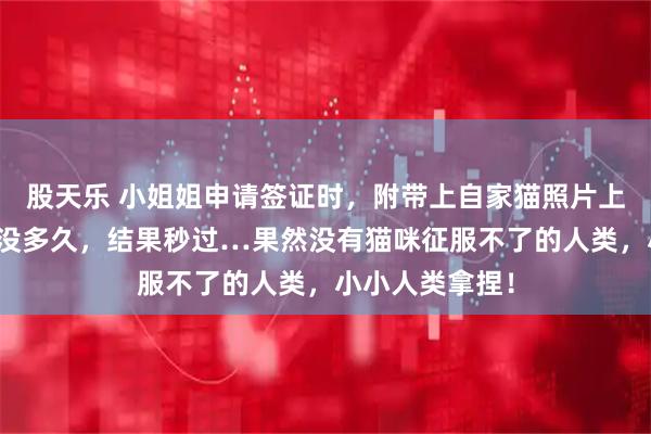 股天乐 小姐姐申请签证时，附带上自家猫照片上去，发过去后没多久，结果秒过…果然没有猫咪征服不了的人类，小小人类拿捏！